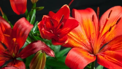Red Lilly Bloom Timelapse Stock Footage 109665701