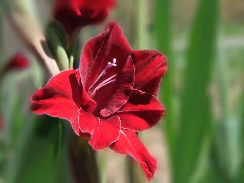 Red Lily on the background of focus Stock Photos