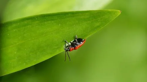 Red lily beetle 스톡 사진
