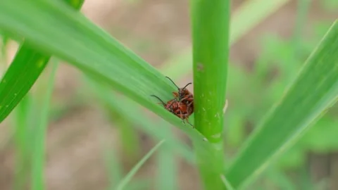 Red lily beetles mating on green garlic leaf close-up in garden Stock Footage 339761211