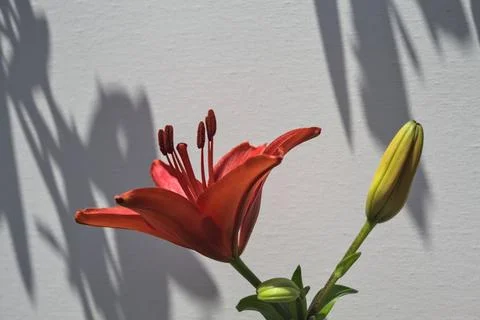 Red lily in bloom Stock Photos
