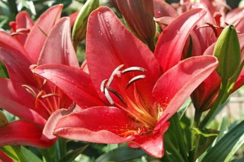 Red lily blooming Stock Photos