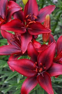 Red lily blossoms Stock Photos