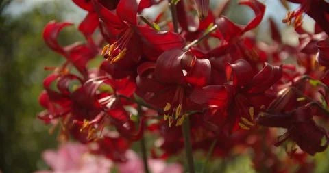 Red lily bushes Stock Footage 112950266