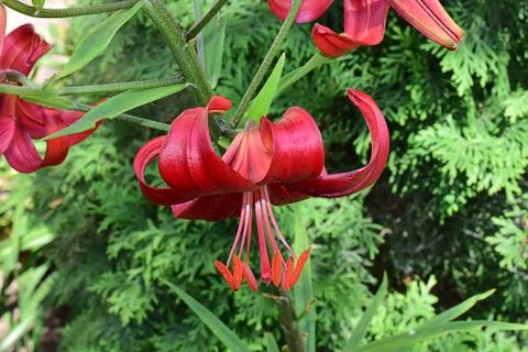 Red lily close up Stock Photos