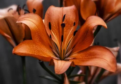 Red lily close-up Stock Photos