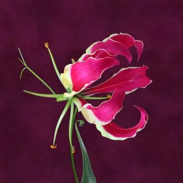 Red lily flame on a red background, studio shot Stock Photos