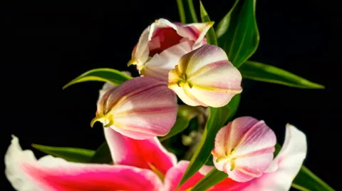 Red Lily Flower Blooming Stock Footage 68793487