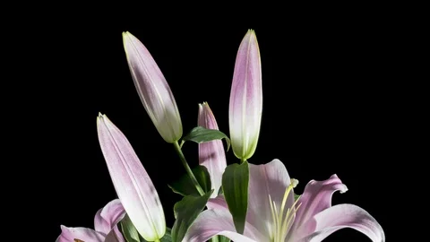 Red Lily Flower Blooming Stock Footage 89603638