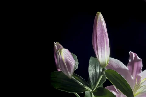 Red Lily Flower Blooming Видео 89603808