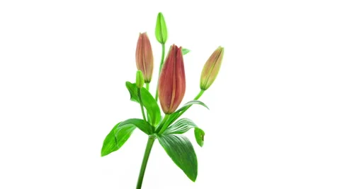 Red lily flower blooming timelapse Stock Footage 47762013