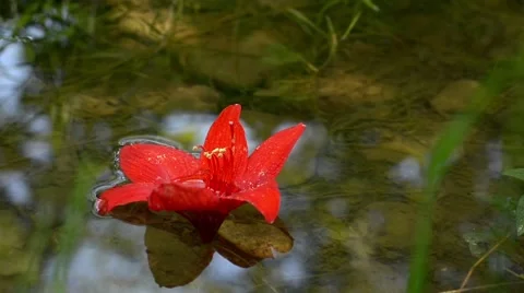 Red lily flower floating on the clear water of a small brook Stock Footage 60401417