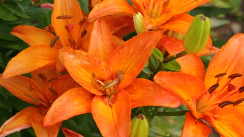 Red lily flowers in close up Video stock 125460945