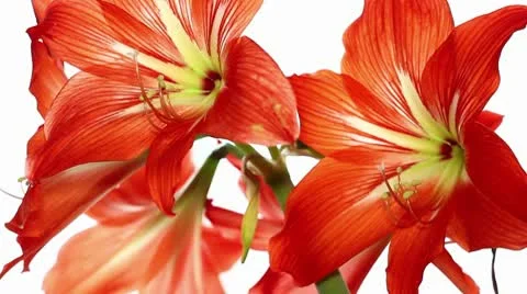 Red lily flowers, half profile Stock Footage 10756984