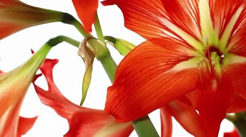 Red lily flowers (pan) Video stock 10757006