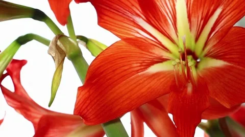 Red lily flowers (tilt) Stock Footage