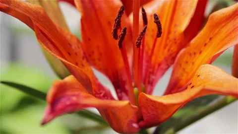 Red lily in the garden Video stock 86598309