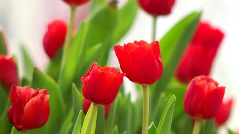 Red lily in the garden Stock Footage 100893393