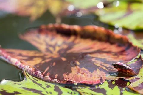 Red Lily Pad Stock Photos