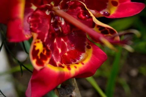 Red lily Stock Photos