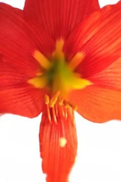 Red lily Stock Photos