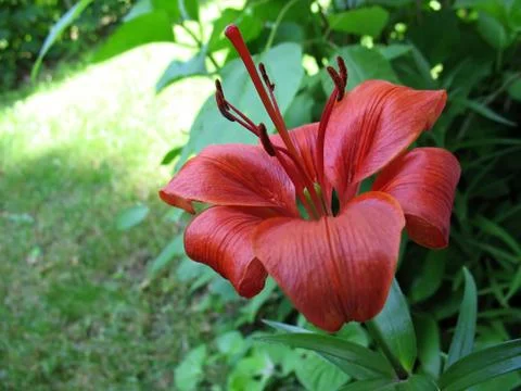 Red lily Stock Photos