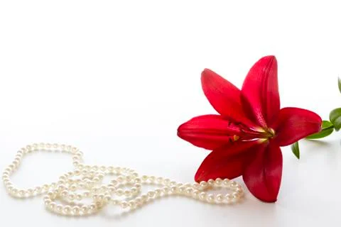 Red lily Stock Photos