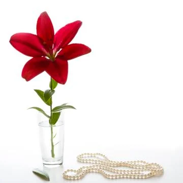 Red lily Stock Photos