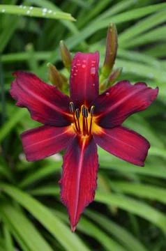 Red lily 写真素材