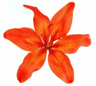 Red lily Foto stock