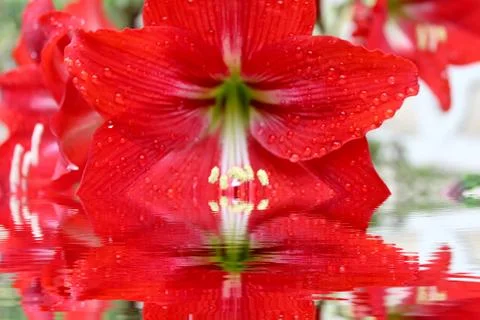 Red lily Stock Photos