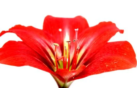 Red lily Foto stock