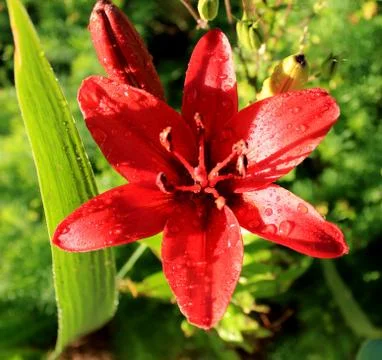 Red lily Stock Photos