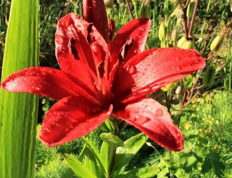 Red lily Stock Photos