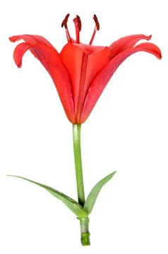 Red lily Stock Photos