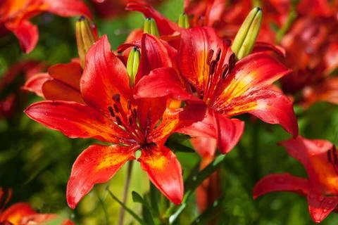 Red lily Stock Photos