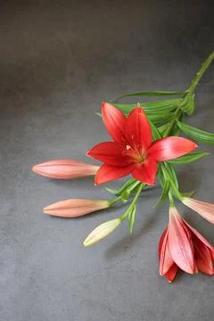 Red lily Stock Photos