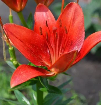 Red lily Stock Photos