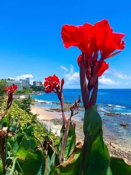 Red lily Stock Photos