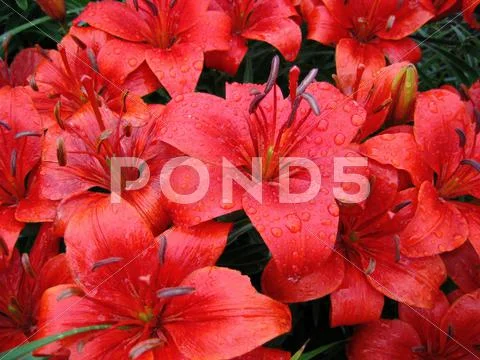 Red lily with raindrops Stock Photos