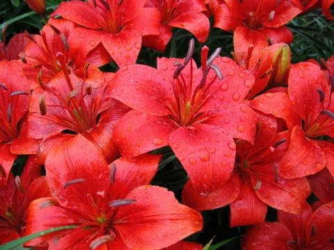 Red lily with raindrops Stock-Fotos