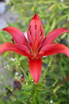 A red lily is shown in close-up with open petals and visible stamens against  Fotos Stock
