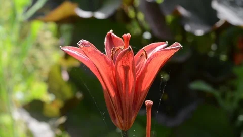 Red lily swaying in the wind under bright sun Stock Footage 102379757