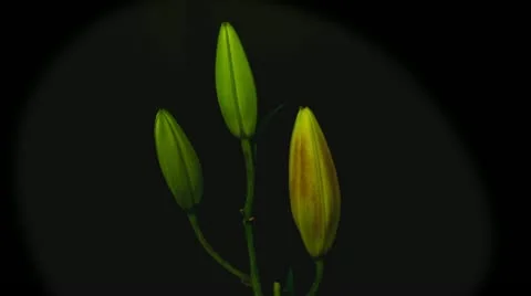 Red lily time lapse 10 seconds Stock Footage 10945945