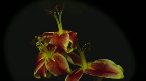 Red lily time lapse 10 seconds reverse Stock Footage 10945956