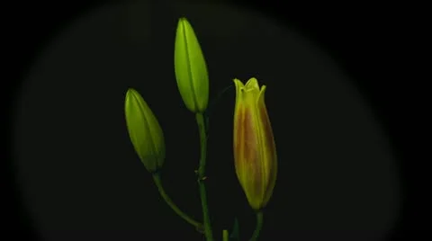 Red lily time lapse 5 seconds Stock Footage 10945808