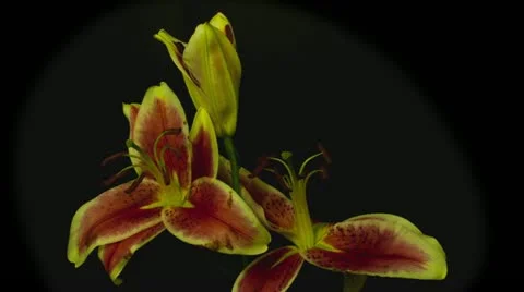 Red lily time lapse 5 seconds reverse Stock Footage 10945812