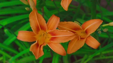 Red lily timelapse Video stock 52367417