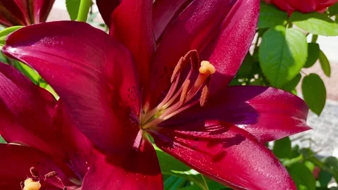 Red lily of the valley Stock Footage 137250075