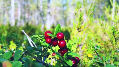 The red lingonberry berry grows in the forest on a bush. Stock Footage 301556256